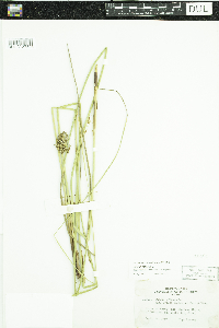 Juncus effusus image