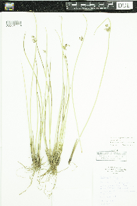 Juncus effusus image