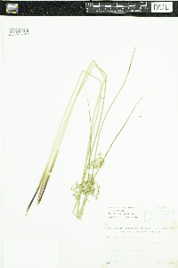 Juncus effusus image