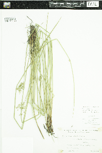 Juncus effusus image