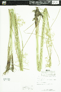 Juncus effusus image