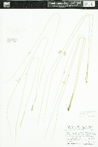 Juncus filiformis image