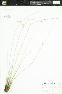 Juncus filiformis image