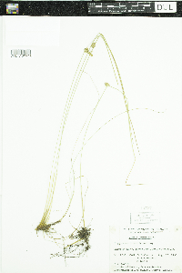 Juncus filiformis image