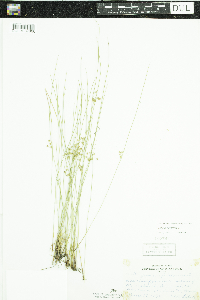 Juncus filiformis image