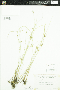 Juncus filiformis image