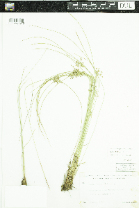 Juncus filiformis image