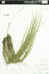 Juncus filiformis image