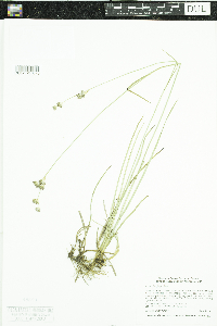 Juncus longistylis image