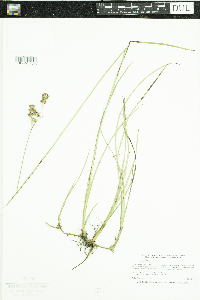 Juncus longistylis image