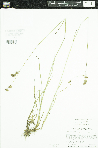 Juncus longistylis image