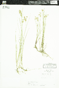 Juncus nodosus image