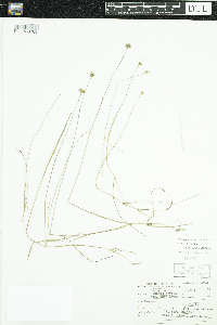 Juncus stygius image