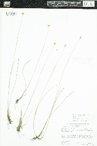 Juncus stygius image