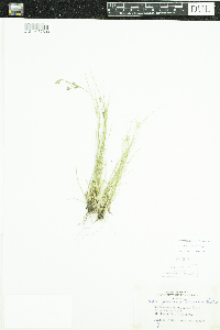 Juncus tenuis image