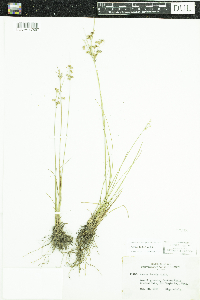 Juncus tenuis image