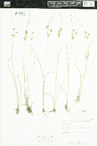 Juncus tenuis image