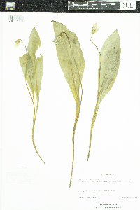 Erythronium americanum image