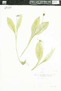 Erythronium americanum image