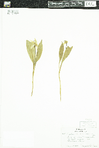 Erythronium americanum image