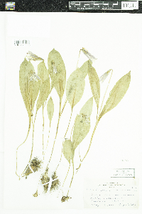 Erythronium americanum image