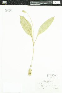 Erythronium americanum image