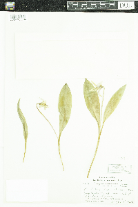 Erythronium americanum image