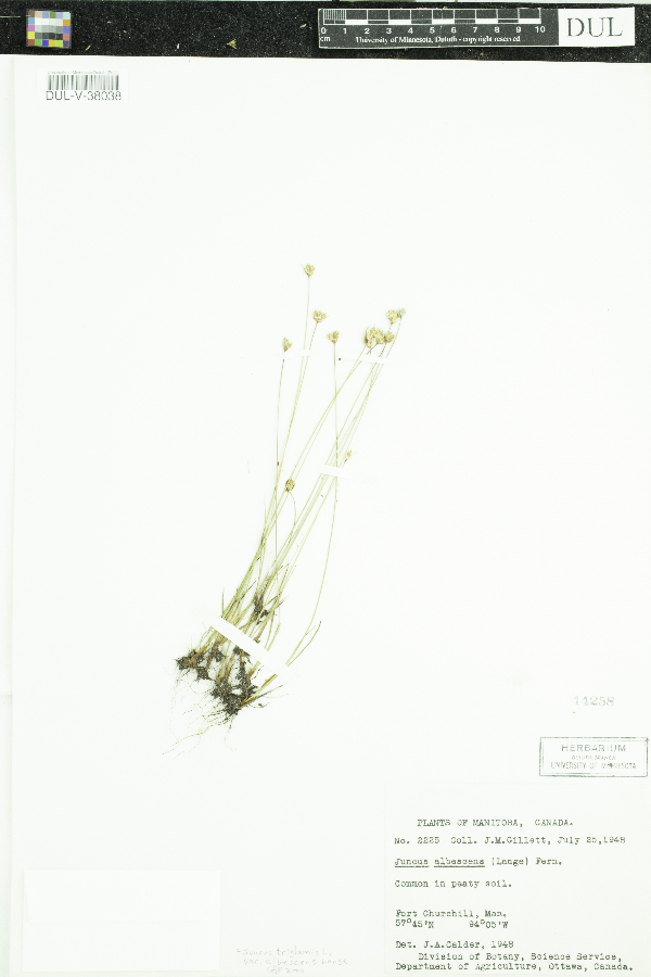 Juncus albescens image