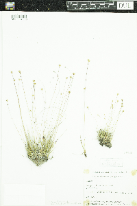 Juncus albescens image