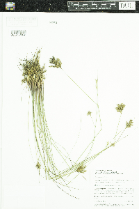 Juncus vaseyi image