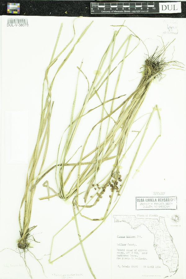 Juncus biflorus image