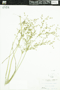 Juncus diffusissimus image