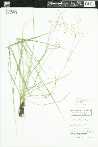 Luzula luzuloides subsp. luzuloides image