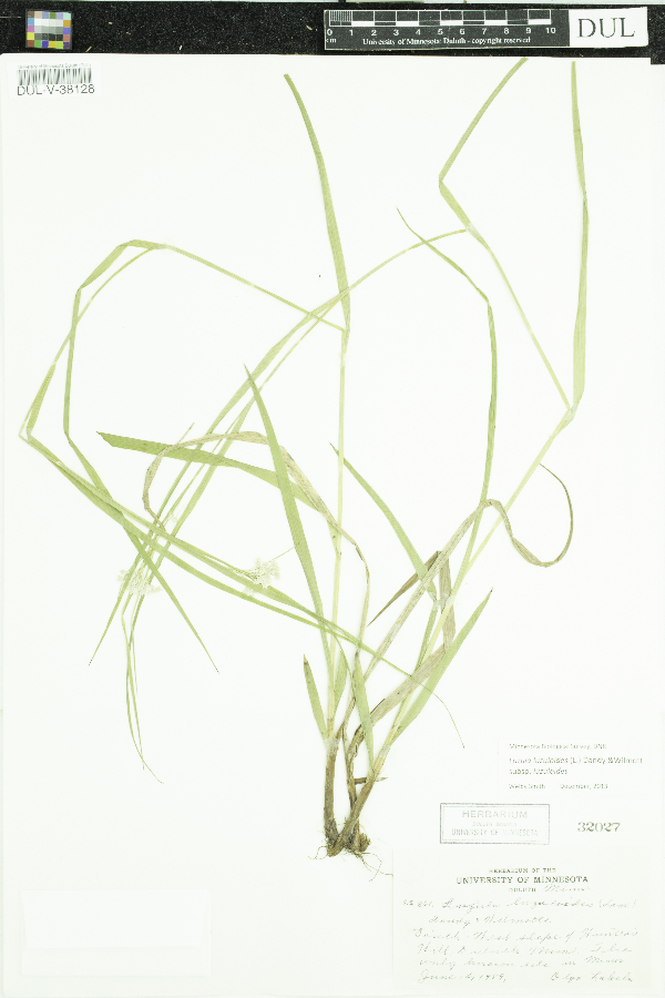 Luzula luzuloides subsp. luzuloides image