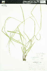 Luzula luzuloides subsp. luzuloides image