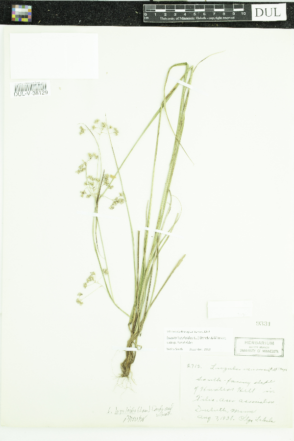 Luzula luzuloides subsp. luzuloides image