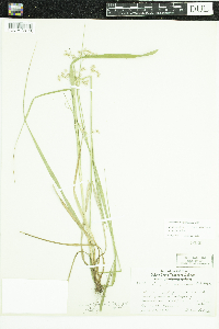 Luzula luzuloides subsp. luzuloides image