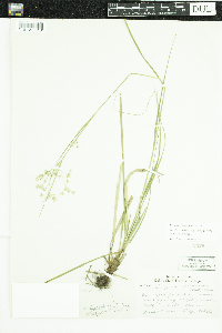 Luzula luzuloides subsp. luzuloides image