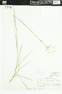 Luzula luzuloides subsp. luzuloides image