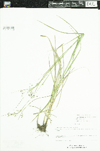 Luzula luzuloides subsp. luzuloides image