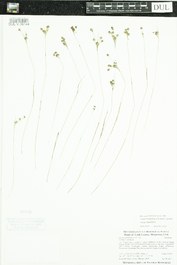 Luzula multiflora subsp. multiflora image