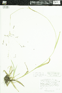 Luzula parviflora subsp. melanocarpa image