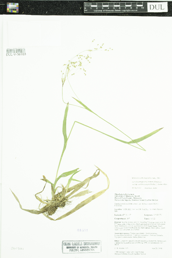 Luzula parviflora subsp. melanocarpa image
