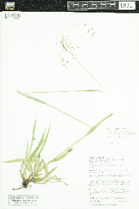 Luzula parviflora subsp. melanocarpa image