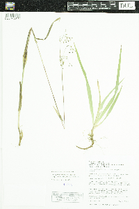 Luzula parviflora subsp. melanocarpa image