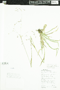 Luzula parviflora subsp. melanocarpa image