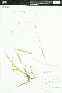 Luzula parviflora subsp. melanocarpa image