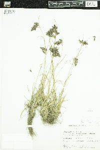 Luzula spicata image