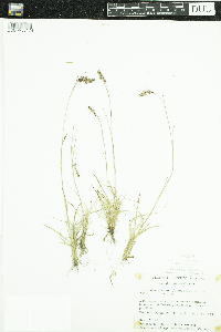 Luzula spicata image