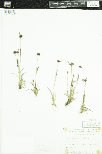 Luzula arctica subsp. arctica image